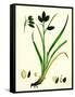 Carex Atrata Black Sedge-null-Framed Stretched Canvas