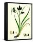 Carex Atrata Black Sedge-null-Framed Stretched Canvas