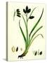 Carex Atrata Black Sedge-null-Stretched Canvas