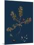 Carex Atrata; Black Sedge-null-Mounted Giclee Print