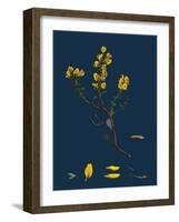 Carex Buxbaumii; Hoary Sedge-null-Framed Giclee Print