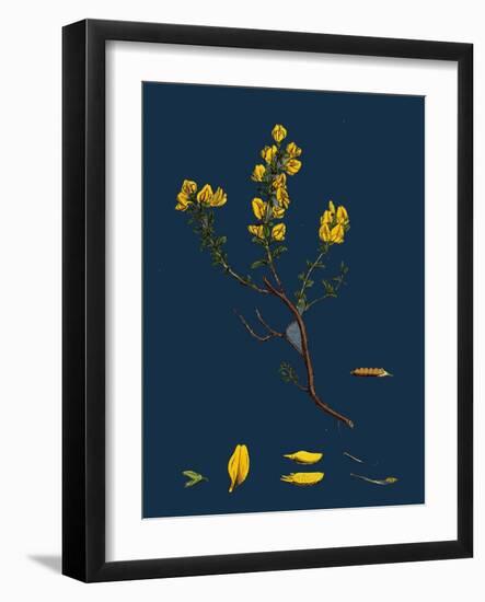 Carex Buxbaumii; Hoary Sedge-null-Framed Giclee Print