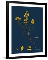 Carex Buxbaumii; Hoary Sedge-null-Framed Giclee Print
