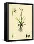 Carex Capillaris Capillary Sedge-null-Framed Stretched Canvas