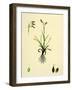 Carex Capillaris Capillary Sedge-null-Framed Giclee Print