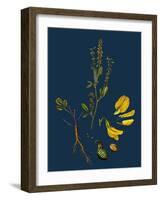 Carex Depauperata; Starved Wood Sedge-null-Framed Giclee Print