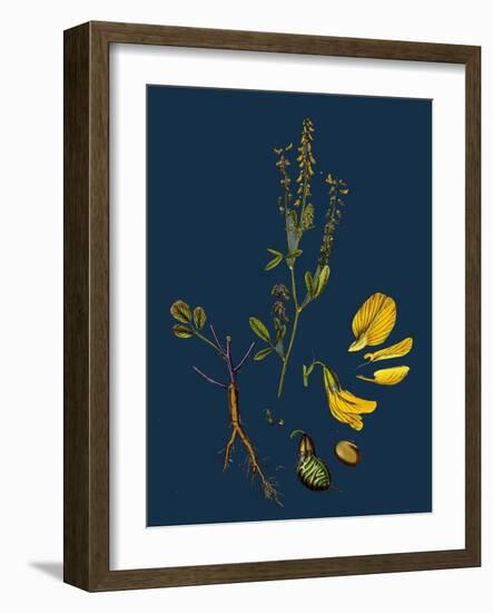 Carex Depauperata; Starved Wood Sedge-null-Framed Giclee Print