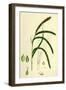 Carex Pendula Great Pendulous Sedge-null-Framed Giclee Print