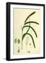 Carex Pendula Great Pendulous Sedge-null-Framed Giclee Print