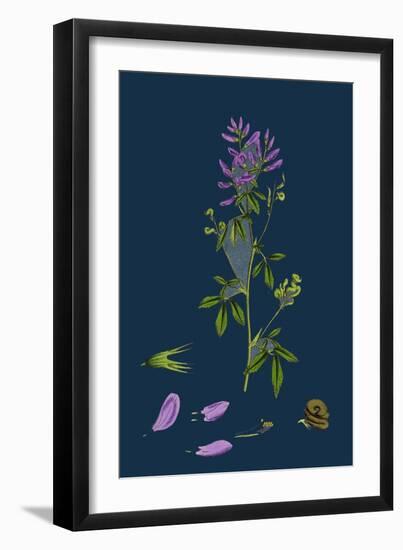 Carex Remota; Distant-Spiked Sedge-null-Framed Giclee Print