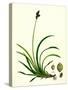 Carex Rigida Stiff Mountain Sedge-null-Stretched Canvas