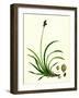 Carex Rigida Stiff Mountain Sedge-null-Framed Giclee Print