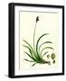 Carex Rigida Stiff Mountain Sedge-null-Framed Giclee Print