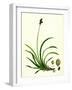 Carex Rigida Stiff Mountain Sedge-null-Framed Giclee Print