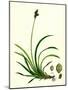 Carex Rigida Stiff Mountain Sedge-null-Mounted Giclee Print