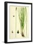 Carex Teretiuscula Var. Ehrhartiana Lesser Panicled Sedge Var. B-null-Framed Giclee Print