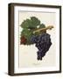 Cargajola Grape-J. Troncy-Framed Giclee Print