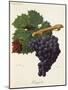 Cargajola Grape-J. Troncy-Mounted Giclee Print