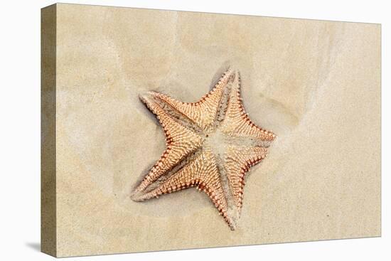 Caribbean, Anguilla. Close-Up Shot of Starfish in Sand-Alida Latham-Stretched Canvas