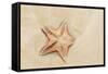 Caribbean, Anguilla. Close-Up Shot of Starfish in Sand-Alida Latham-Framed Stretched Canvas