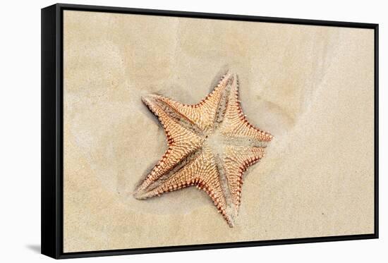 Caribbean, Anguilla. Close-Up Shot of Starfish in Sand-Alida Latham-Framed Stretched Canvas