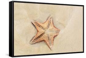 Caribbean, Anguilla. Close-Up Shot of Starfish in Sand-Alida Latham-Framed Stretched Canvas