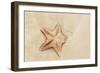 Caribbean, Anguilla. Close-Up Shot of Starfish in Sand-Alida Latham-Framed Photographic Print