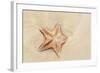 Caribbean, Anguilla. Close-Up Shot of Starfish in Sand-Alida Latham-Framed Photographic Print