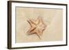 Caribbean, Anguilla. Close-Up Shot of Starfish in Sand-Alida Latham-Framed Photographic Print