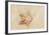 Caribbean, Anguilla. Close-Up Shot of Starfish in Sand-Alida Latham-Framed Photographic Print