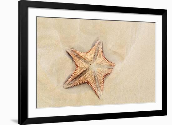 Caribbean, Anguilla. Close-Up Shot of Starfish in Sand-Alida Latham-Framed Photographic Print