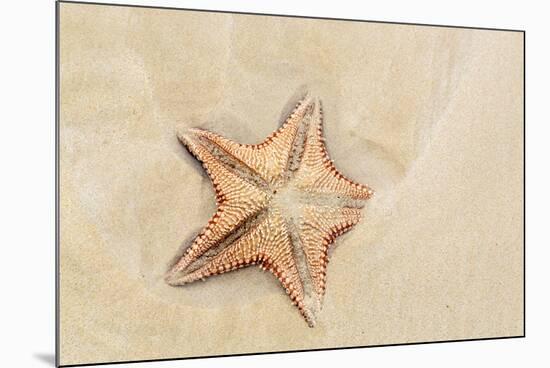 Caribbean, Anguilla. Close-Up Shot of Starfish in Sand-Alida Latham-Mounted Photographic Print