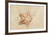 Caribbean, Anguilla. Close-Up Shot of Starfish in Sand-Alida Latham-Framed Photographic Print