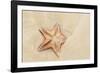 Caribbean, Anguilla. Close-Up Shot of Starfish in Sand-Alida Latham-Framed Photographic Print