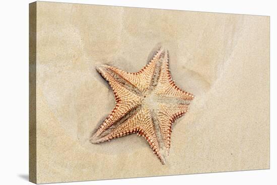 Caribbean, Anguilla. Close-Up Shot of Starfish in Sand-Alida Latham-Stretched Canvas