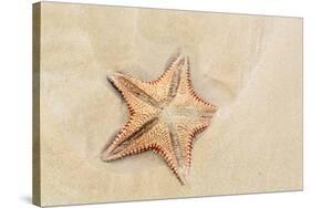 Caribbean, Anguilla. Close-Up Shot of Starfish in Sand-Alida Latham-Stretched Canvas