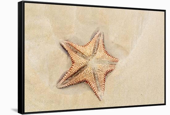 Caribbean, Anguilla. Close-Up Shot of Starfish in Sand-Alida Latham-Framed Stretched Canvas