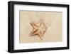 Caribbean, Anguilla. Close-Up Shot of Starfish in Sand-Alida Latham-Framed Photographic Print