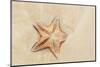 Caribbean, Anguilla. Close-Up Shot of Starfish in Sand-Alida Latham-Mounted Photographic Print