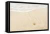 Caribbean, Anguilla. Starfish Sitting on Beach as Tide Comes In-Alida Latham-Framed Stretched Canvas