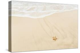 Caribbean, Anguilla. Starfish Sitting on Beach as Tide Comes In-Alida Latham-Stretched Canvas