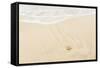 Caribbean, Anguilla. Starfish Sitting on Beach as Tide Comes In-Alida Latham-Framed Stretched Canvas