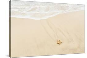Caribbean, Anguilla. Starfish Sitting on Beach as Tide Comes In-Alida Latham-Stretched Canvas