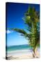 Caribbean Beach with Beautiful Palm-pashapixel-Stretched Canvas