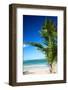 Caribbean Beach with Beautiful Palm-pashapixel-Framed Photographic Print