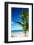 Caribbean Beach with Beautiful Palm-pashapixel-Framed Photographic Print