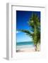 Caribbean Beach with Beautiful Palm-pashapixel-Framed Photographic Print