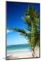 Caribbean Beach with Beautiful Palm-pashapixel-Mounted Photographic Print