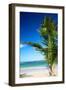 Caribbean Beach with Beautiful Palm-pashapixel-Framed Photographic Print