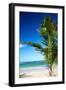 Caribbean Beach with Beautiful Palm-pashapixel-Framed Photographic Print